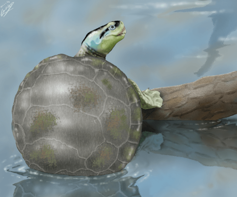 Ilustración de ‘Hylaeochelys kappa’, una tortuga con costumbres nadadoras / Carlos de Miguel Chaves