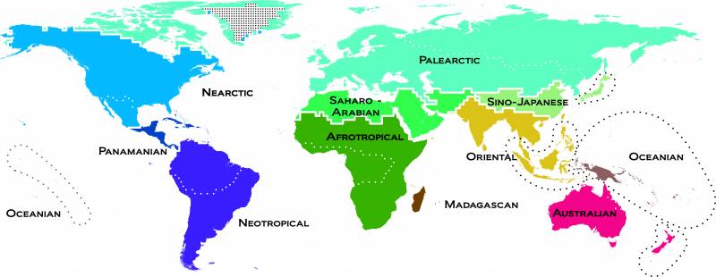 Mapa moderno de los vertebrados en el mundo. Los colores de los reinos reflejan la singularidad de los animales. Las regiones que tienen tonos similares indican que sus especies son muy parecidas y los que son muy diferentes indican lo contrario. Imagen: AAAS Science. 