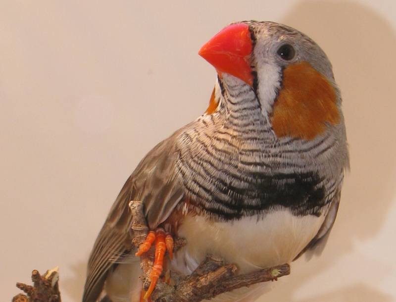 Descubren el mecanismo que regula la coordinación del canto de los pájaros 
