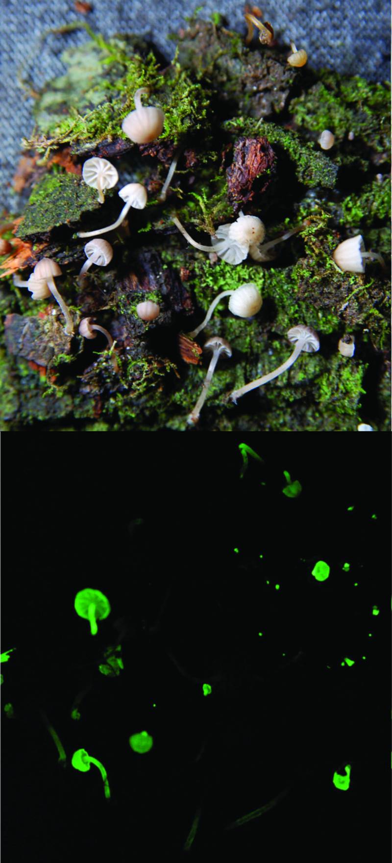 Descubren siete nuevas especies de hongos luminiscentes