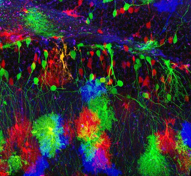 Células gliales entre neuronas.