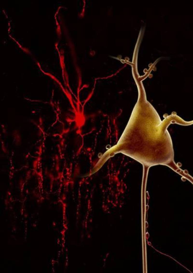 Imagen de un tipo de interneurona, llamada célula en candelabro, cuyas sinapsis se ven afectadas por la pérdida de función de ErbB4 y que también está dañada en pacientes con esquizofrenia. 