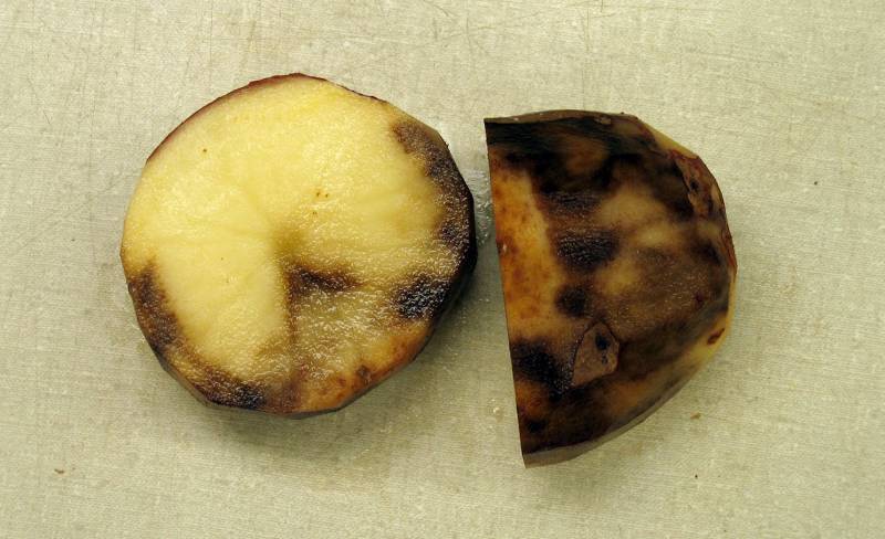 Patata infectada de P. infestans.