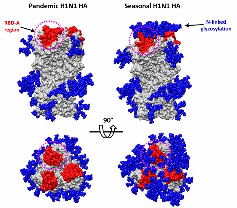 Estructura de la hemaglutinina, una glucoproteína antigénica que se encuentra en la superficie del virus de la gripe.