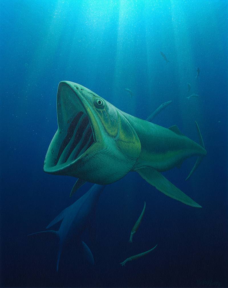Reconstrucción de Bonnerichthys que vivió hace 70 millones de años en el mar que entonces cubria Kansas (EE UU).