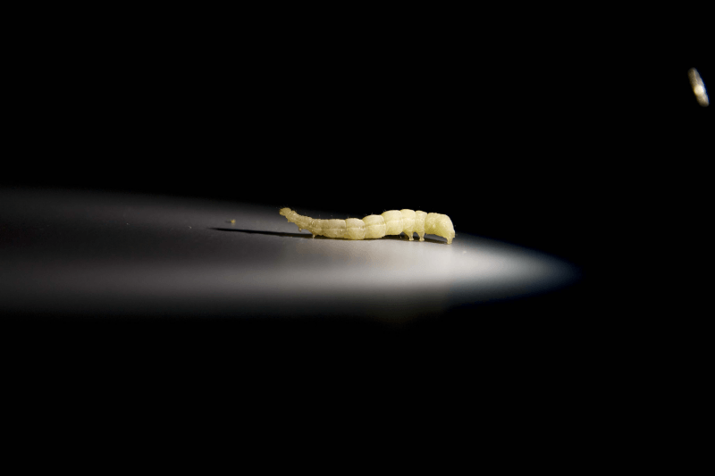 Larva de gusano