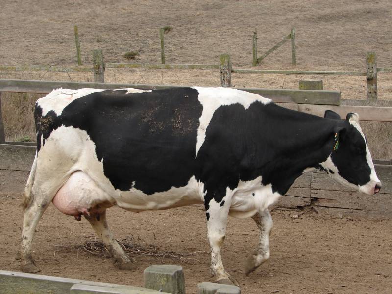 El uso de suplementos proteínicos en el ganado