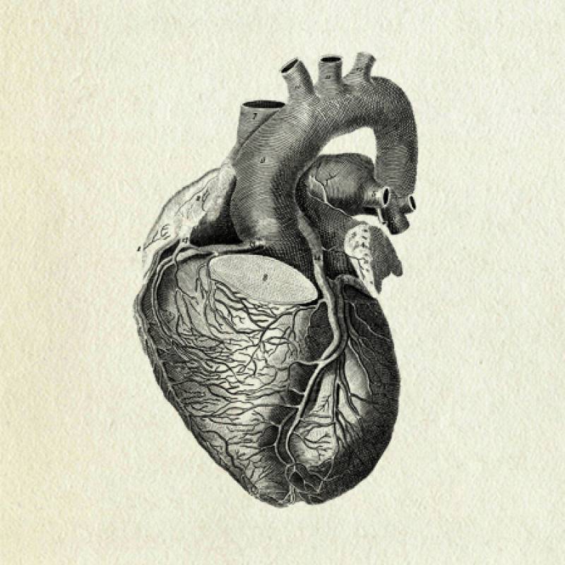 Ilustración del corazón. Imagen: Vintage Collective