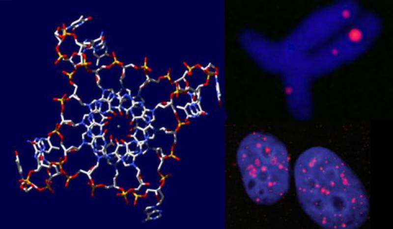 A la izquierda, representación de las estructuras de cuádruple hélice. A la derecha, su visualización en células cancerosas. Imagen: Universidad de Cambridge