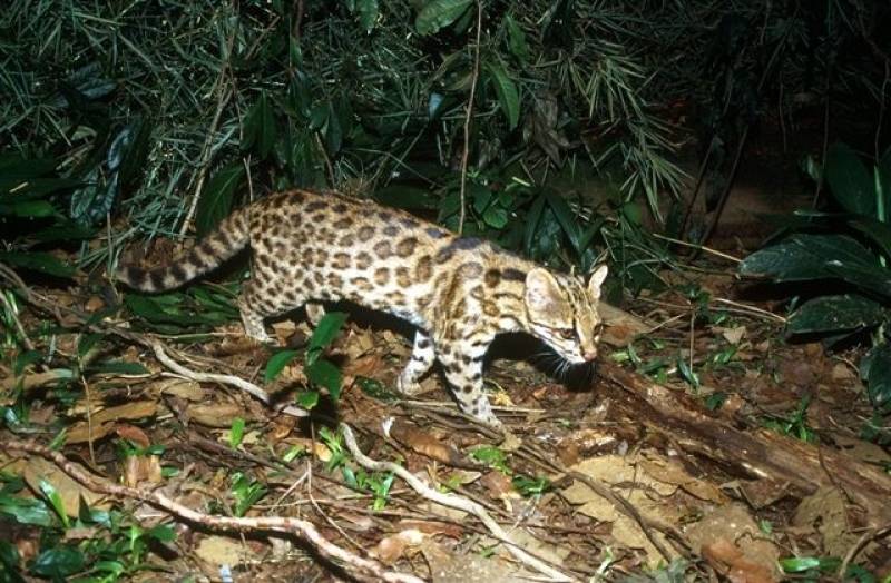 Nueva especie de felino identificada en el sur de Brasil como Leopardus guttulus./ Tadeu Oliveira, proyecto Gatos do Mato – Brasil.