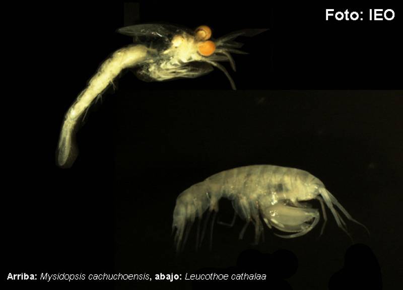 Los dos nuevos crustáceos descritos por científicos del IEO. /IEO