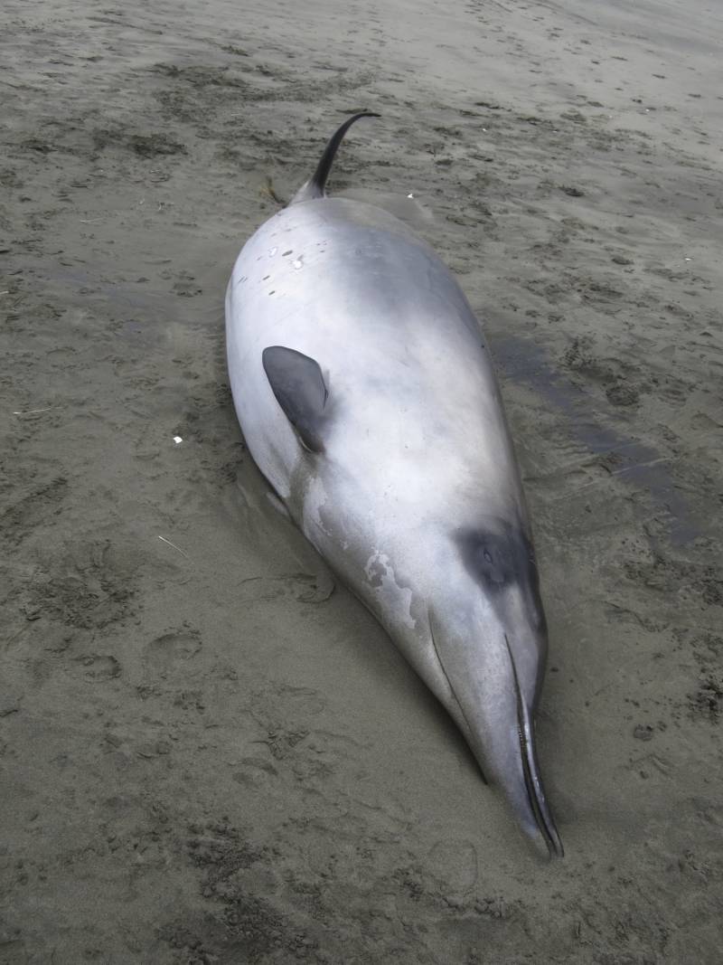 Cuando las encontraron, ambos mamíferos fueron  incluidos en la especie de ballena picuda de Gray, que aparece en la fotografía. Imagen: Gobierno de Nueva Zelanda 