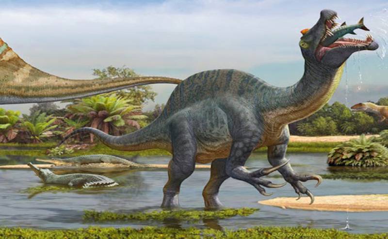 Un Spinosaurus se alimentan de peces en el Sureste de Marruecos hace unos 100 millones de años / Ilustración de Sergey Krasovskiy 
