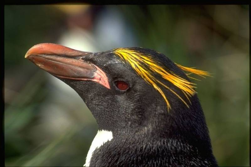 El pingüino macaroni con su penacho de plumas./ California Academy of Sciences