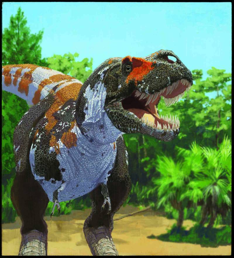 Los Tyrannosaurus rex forman parte del grupo de dinosaurios carnívoros cuya biodiversidad se mantuvo hasta la gran extinción. Imagen: AMNH/J. Brougham. 