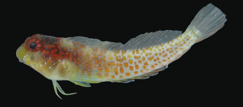 Este nuevo trambollo difiere de otros peces Hypleurochilus por su patrón de colores
