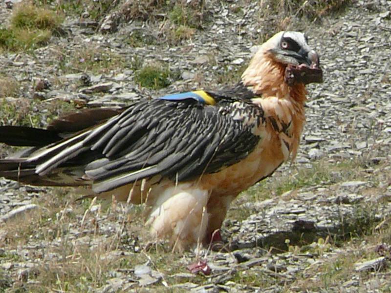 Casi el 50% de las parejas reproductoras de quebrantahuesos de Aragón logran que sus pollos sobrevivan y vuelen