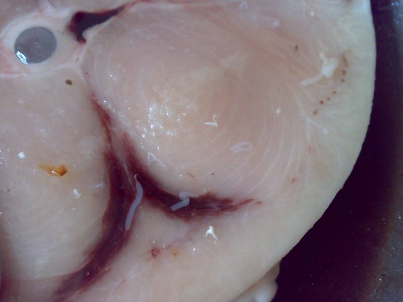 El riesgo de anisakiasis varía según la procedencia del pescado
