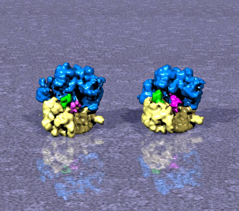 Primera imagen de un ribosoma híbrido, una nueva fotografía para los libros de biología 