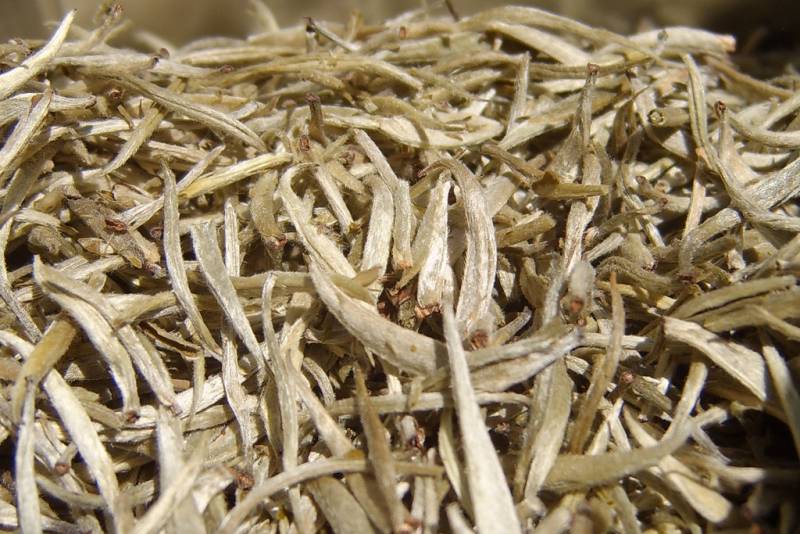 El té blanco, una fuente natural de sustancias adelgazantes