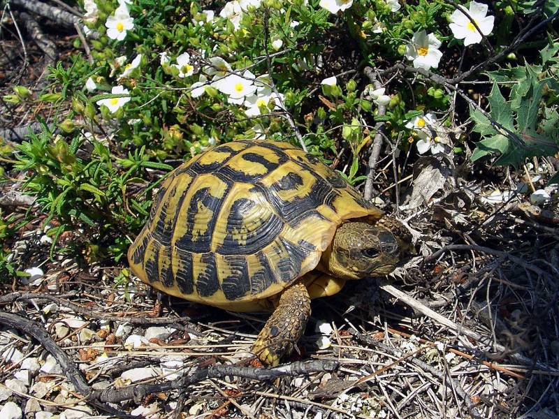 Los homínidos ya comían tortugas hace más de 120.000 años
