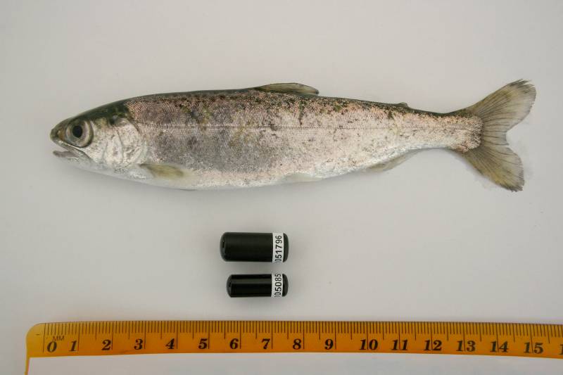 salmón Chinook