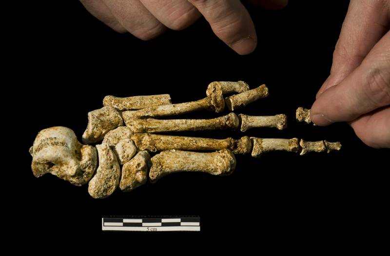 El Homo floresiensis no padecía microcefalia