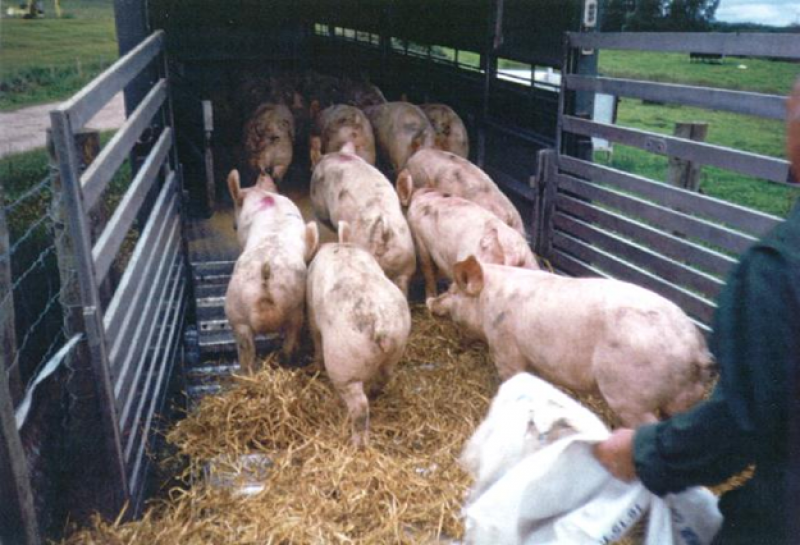 ¿Por qué mueren los cerdos en el transporte comercial? 