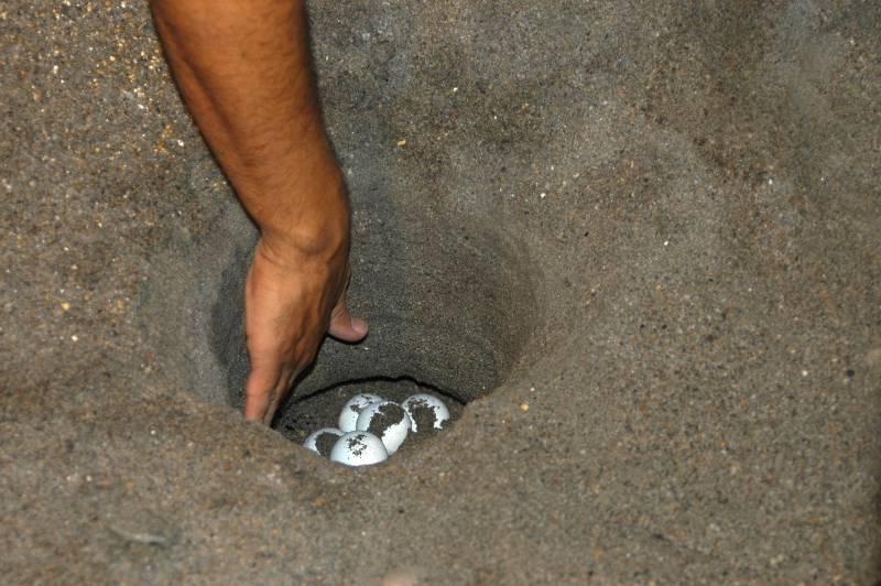 Trasladan huevos de tortuga boba desde Cabo Verde para su implantación en España 