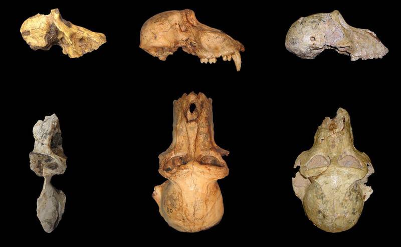 Comparación de la morfología de UW 88-886 (los restos fósiles de Malala), P. angusticeps (en el centro) y P. izodi (derecha). / Wits University
