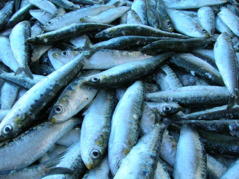 dentifican sardinas y jureles con técnicas forenses