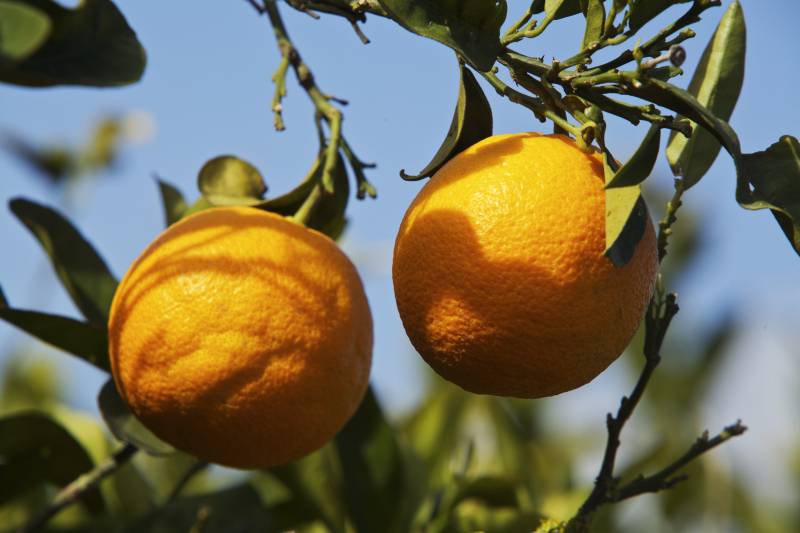 Las naranjas del CSIC tienen más β‐caroteno en la pulpa, mayor capacidad antioxidante y crecidas en plantas con un periodo de floración de apenas 4 meses. / CSIC