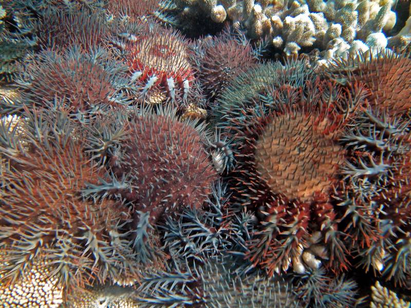 La disminución de este arrecife coralino se debe a tres causas principales: daños causados por los ciclones tropicales (48%), a las estrellas de mar corona de espinas, Acanthaster planci, (42%) que se alimentan de coral, y al blanqueamiento (10%). Imagen: Katharina Fabricius (AIMS).  