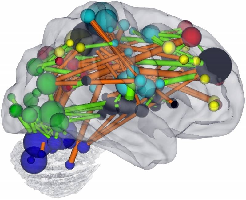 La organización general del cerebro cambia a medida que el cerebro madura.