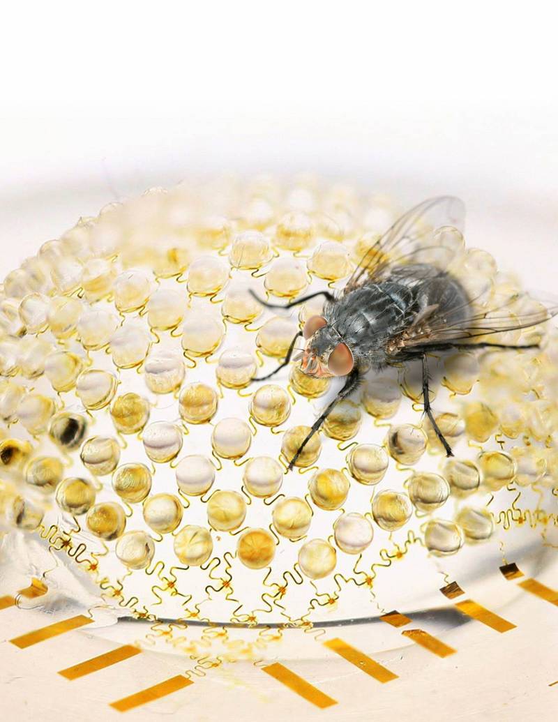 El diseño semihesférico de la cámara se inspira en los ojos de los insectos. / University of Illinois-Beckman Institute
