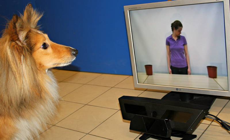 Perro mirando a la pantalla, durante el experimento