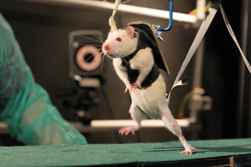 Tras dos semanas de rehabilitación, combinando un arnés robótico y estimulación electroquímica, las ratas pueden caminar y correr. Imagen: EPFL 