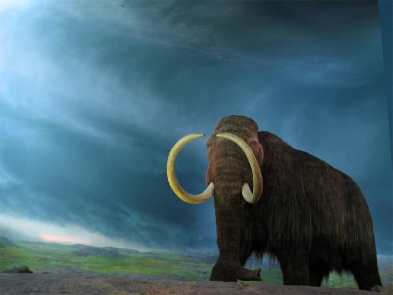 Ilustración de mamut lanudo del Museo Real de Victoria. Imagen: Wikipedia