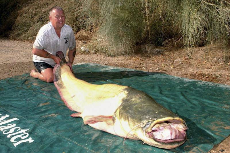  El pescador británico Bernie Campbell posa con el siluro albino, de unos 2,5 metros de largo y más de 90 kilos de peso
