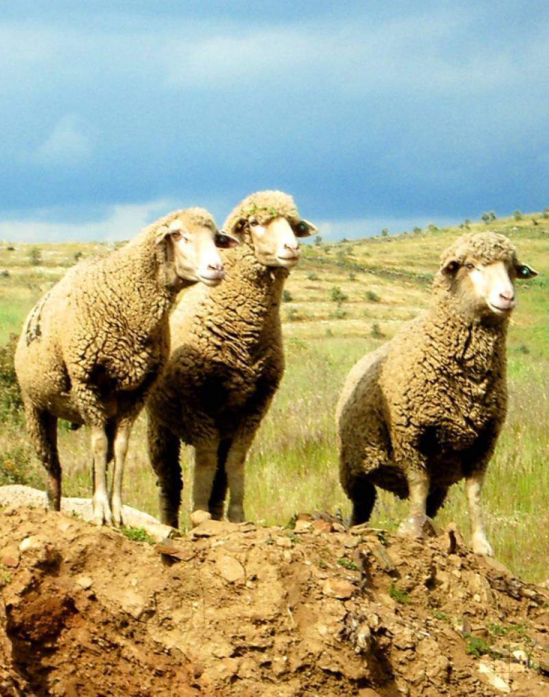 El alperujo completa la dieta de las ovejas lecheras en los períodos sin pasto