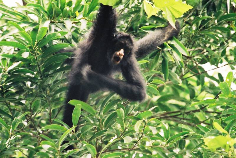 Los hábitos alimenticios de monos y humanos tienen antiguas raíces comunes