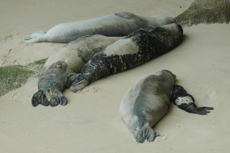 Cría recién nacida de foca monje en la reserva de Cabo Blanco en Nouadhibu (Mauritania).