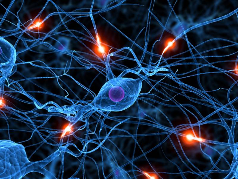 Nuevas tecnologías para estudiar cómo la apoplejía afecta a las neuronas