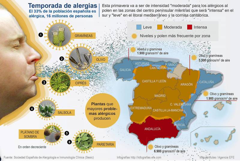 Infografía de la temporada de alergias en España. / Efe