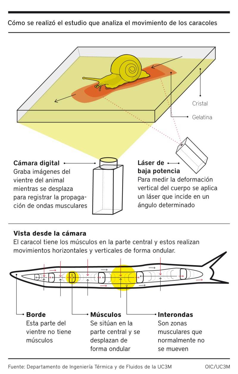 infografia caracoles