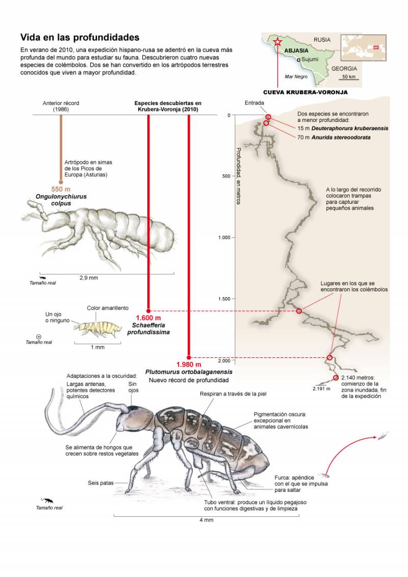 infográfico explicativo de la expedición y características de las nuevas especies encontradas