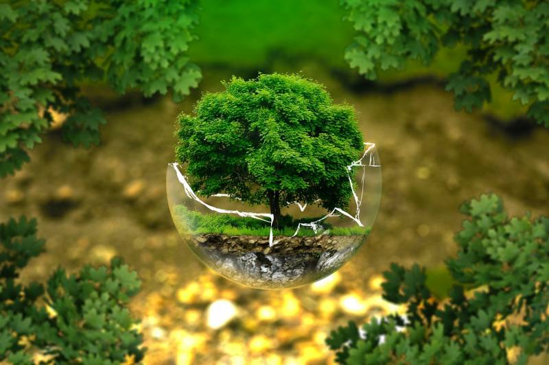 árbol en una bola de cristal rota