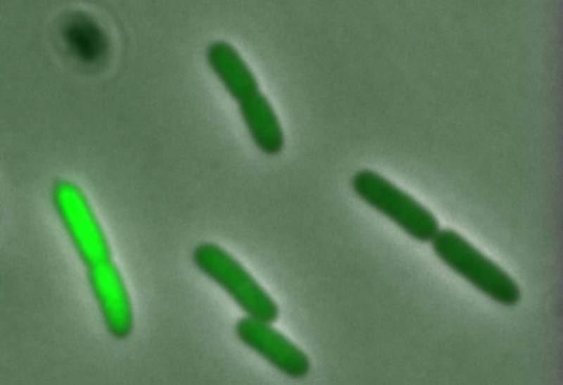 Detalle de células de E. coli, que contienen dos proteínas fluorescentes. Son isogénicas pero actúan de forma distinta, dando pistas a los científicos para conocer su funcionamiento.