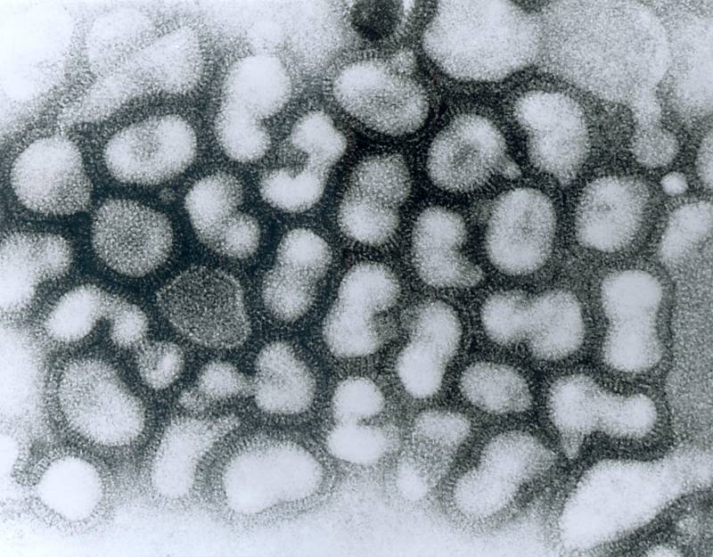Virus H5N1 de la gripe aviar