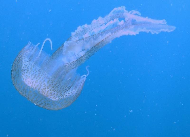 Uno de los doscientos tipos de medusas que hay en España, la Pelagia noctiluca.